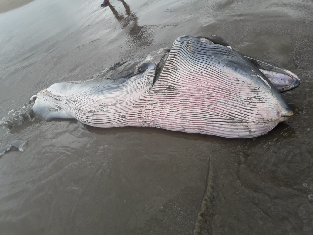 ballena